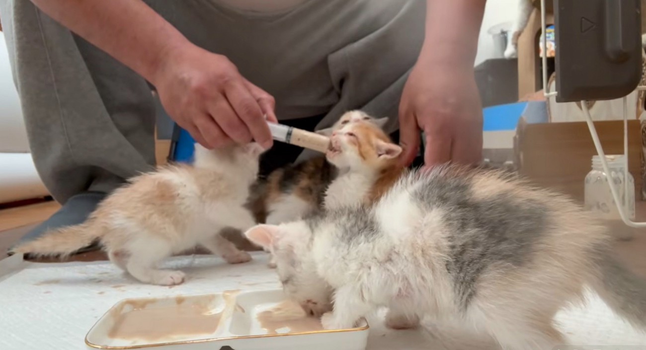 離乳食を口に入れられる猫、平皿から食べる猫