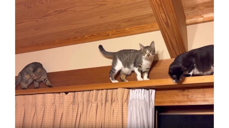 キャットウォークの猫