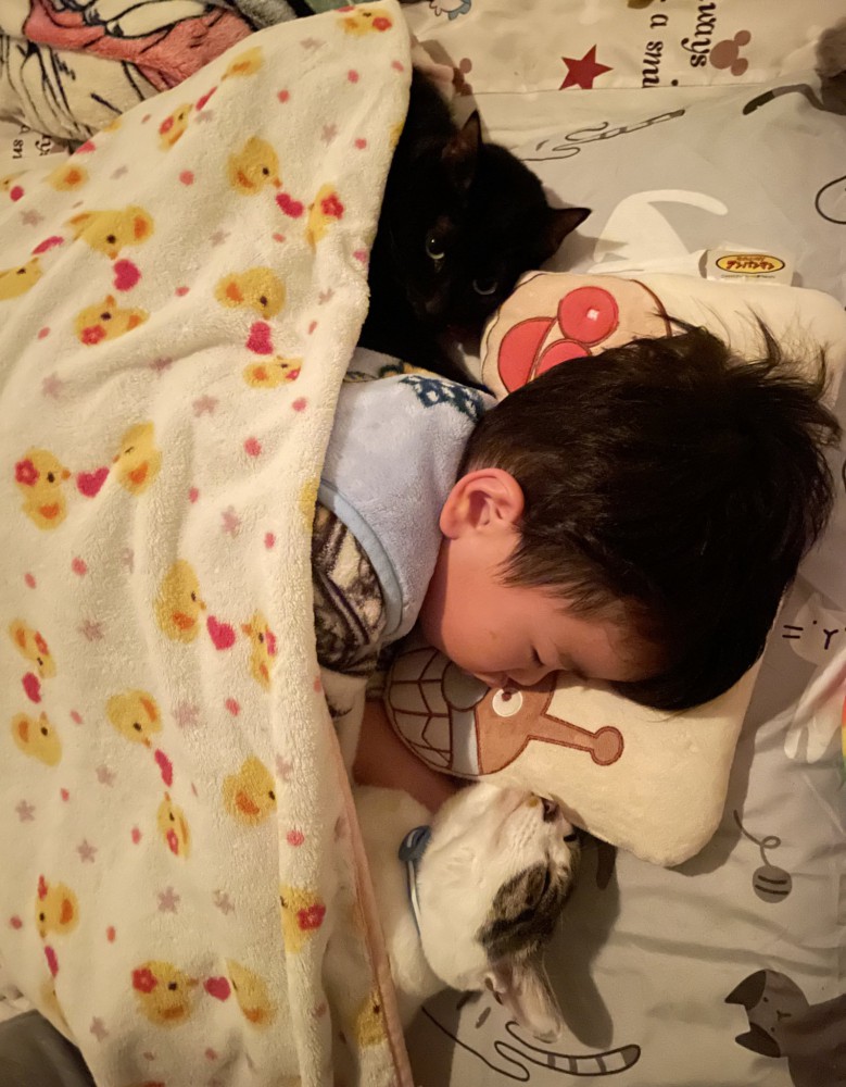2匹の猫と寝る男の子