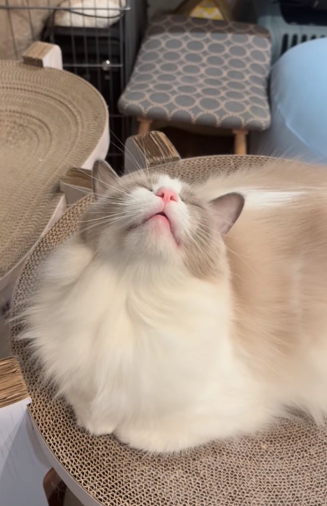 薄目を開けて確認する猫