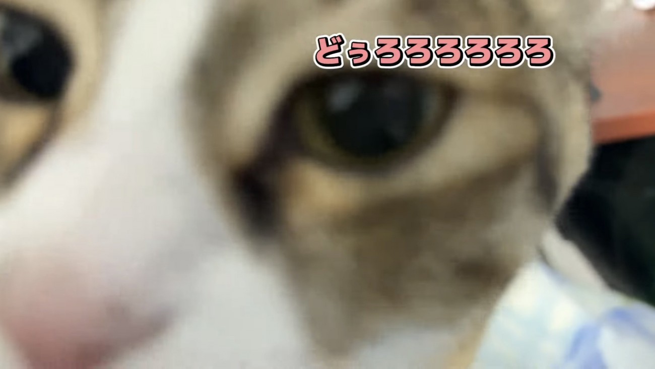 「どぅろろろろろろ」のテロップ写真