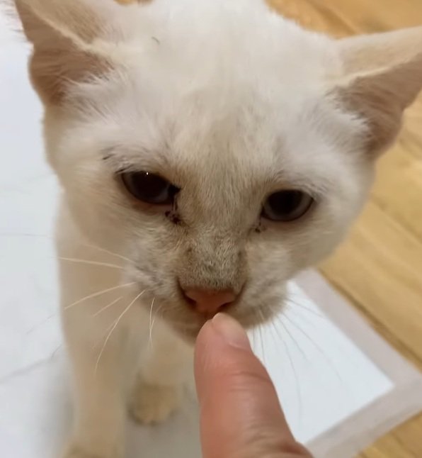 指に鼻でさわっている子猫