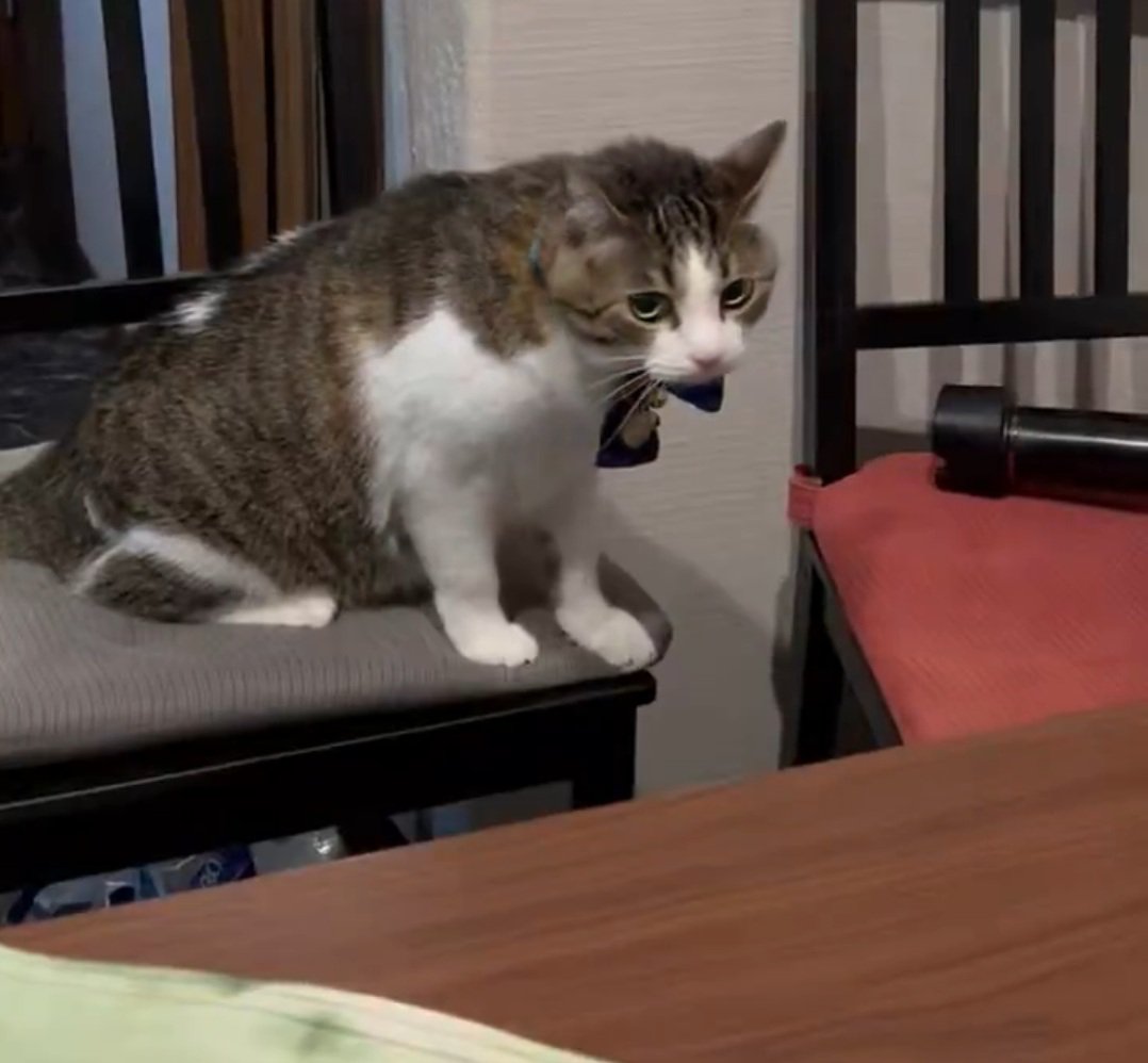 満足げな猫
