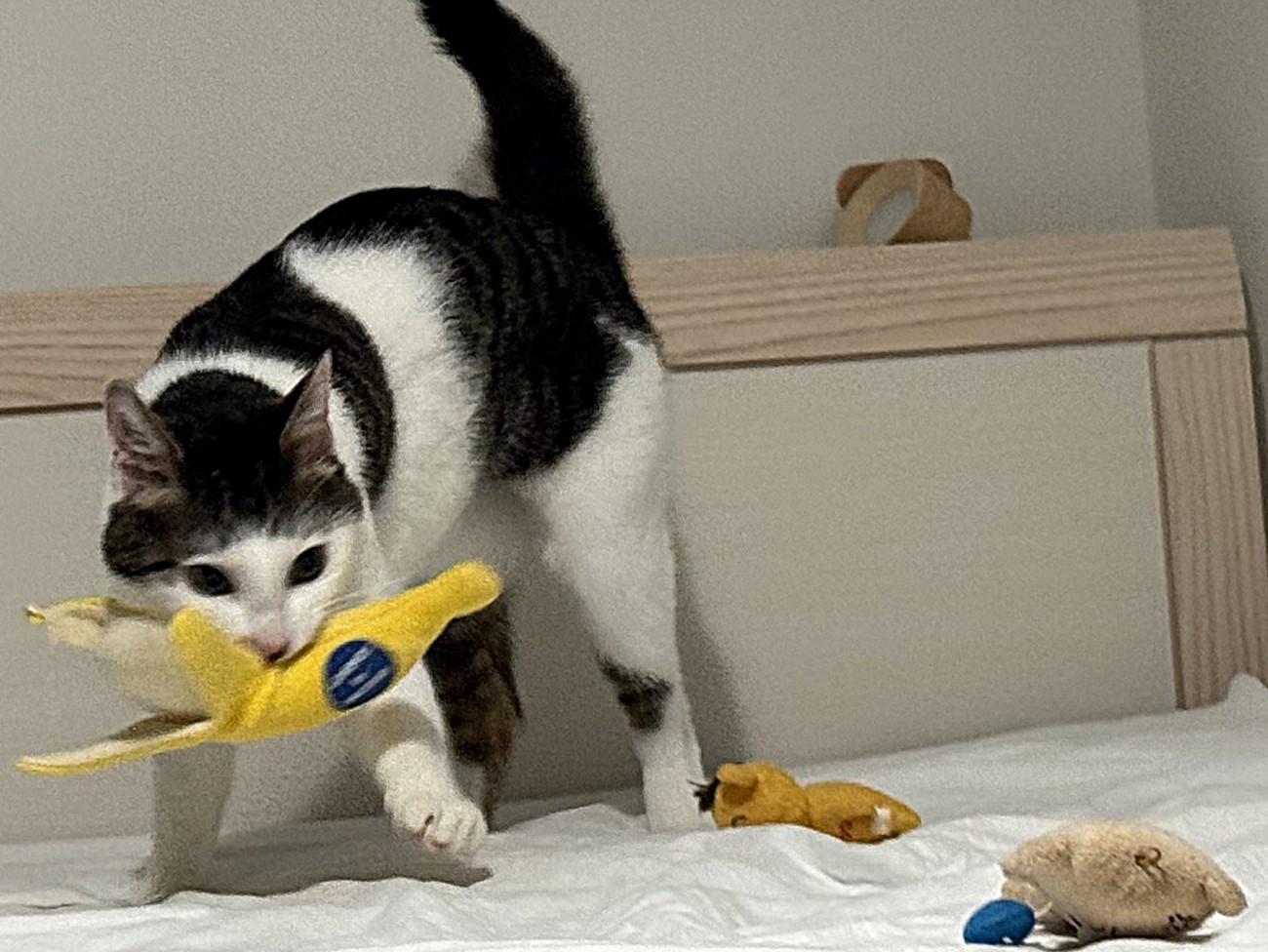 バナナのおもちゃに夢中で他は眼中にない猫