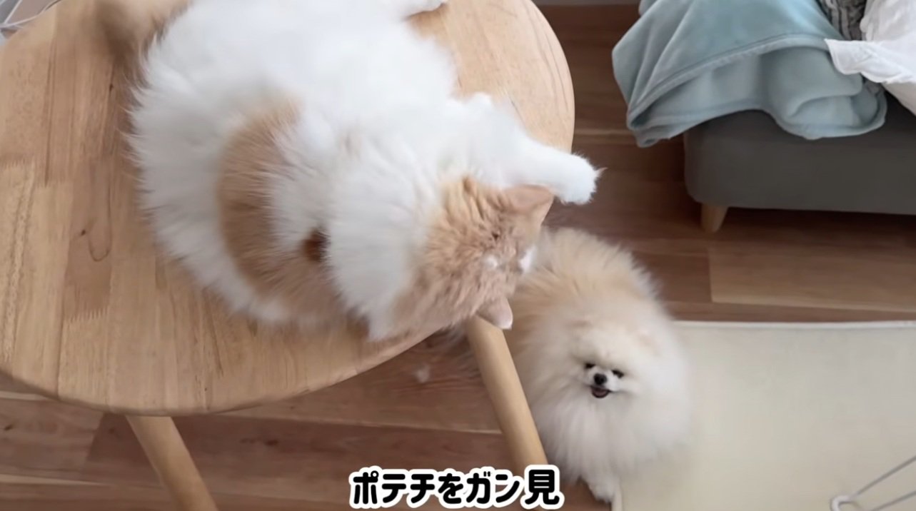 犬をガン見する猫
