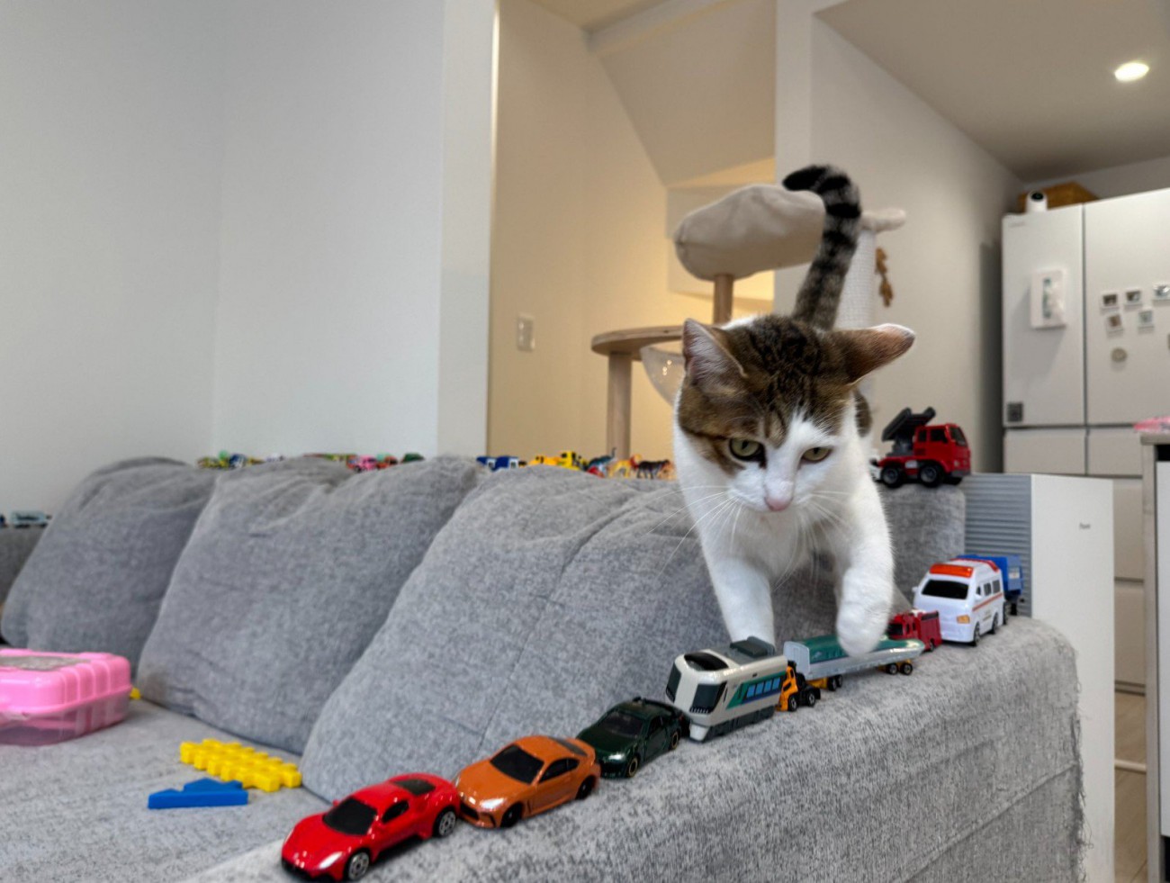 ソファを歩く猫（正面向き）