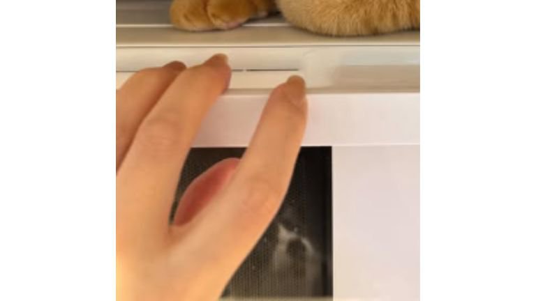 映り込む猫