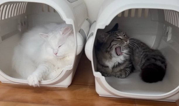 キャリーに入った2匹の猫