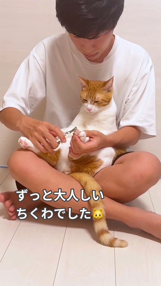 爪を切られる猫