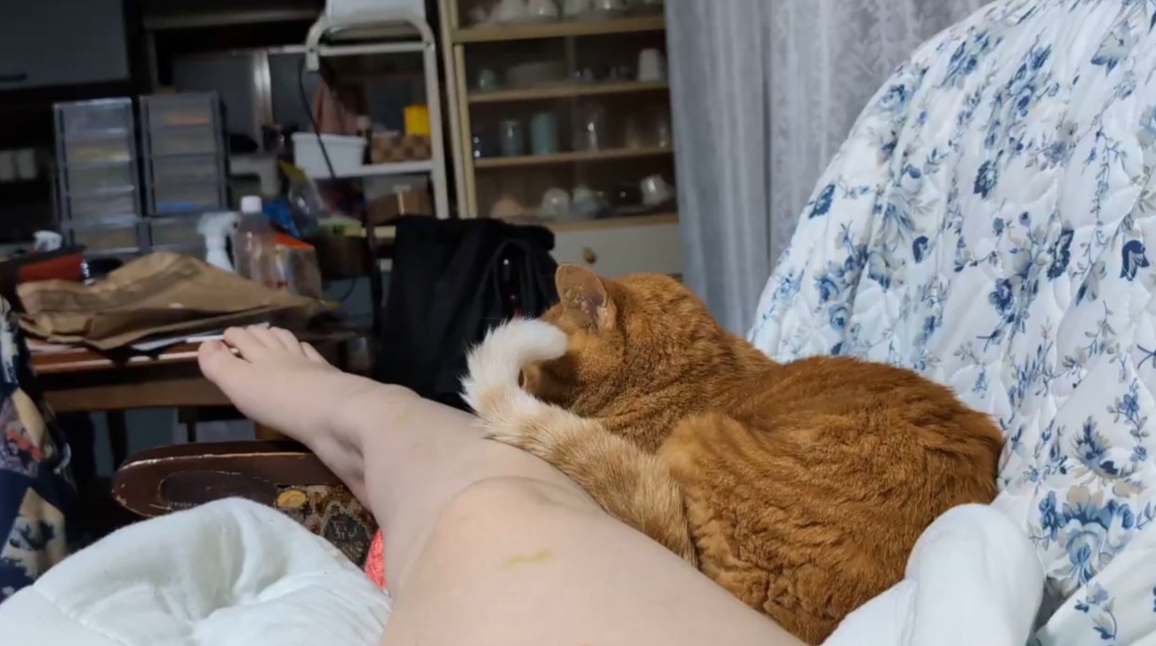 椅子に寝転がっている飼い主の近くに座る猫