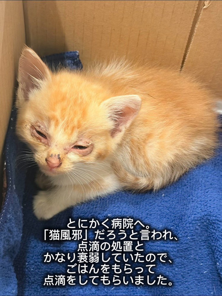 目が炎症を起こしている子猫