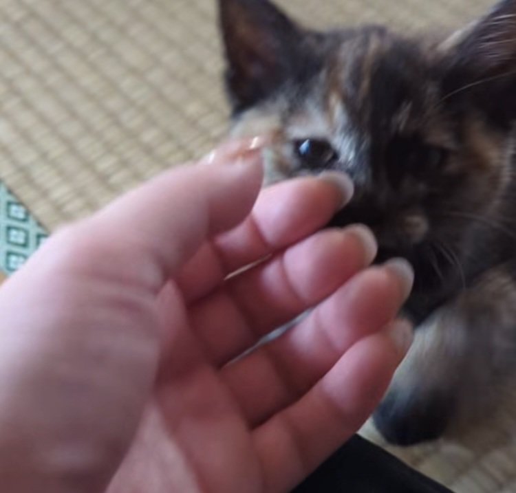 飼い主に撫でられる子猫