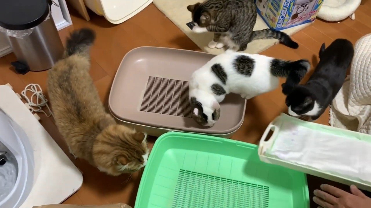 4ショット