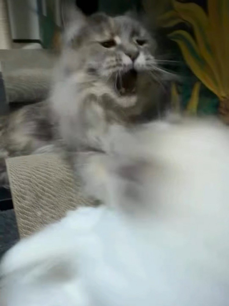 猫パンチする猫
