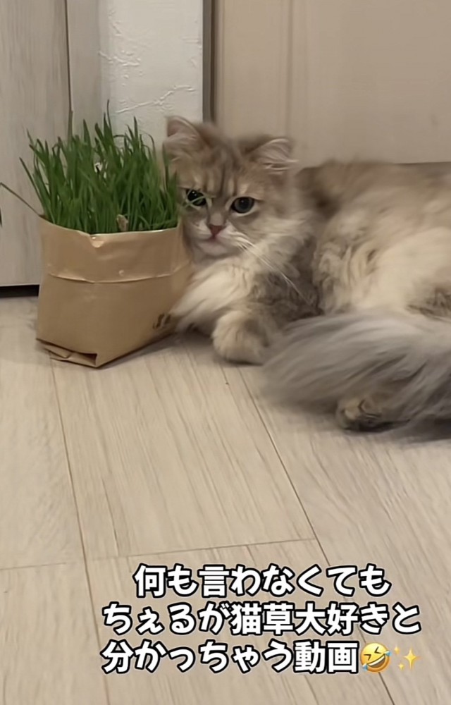 猫草と猫の写真1