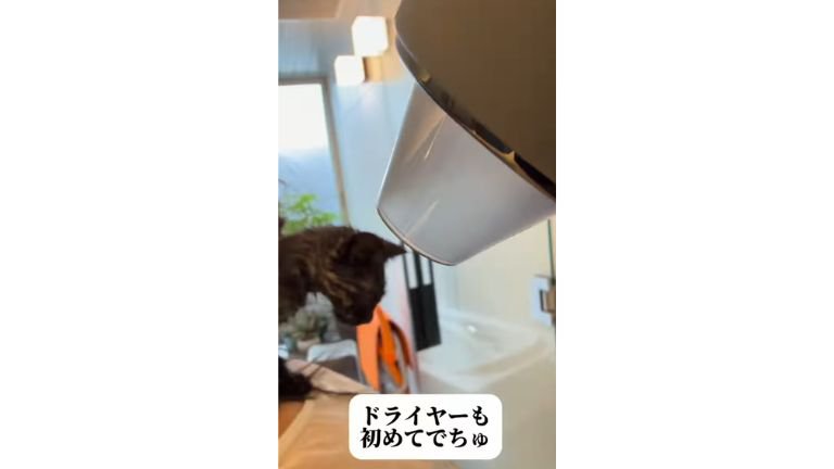 猫とドライヤー