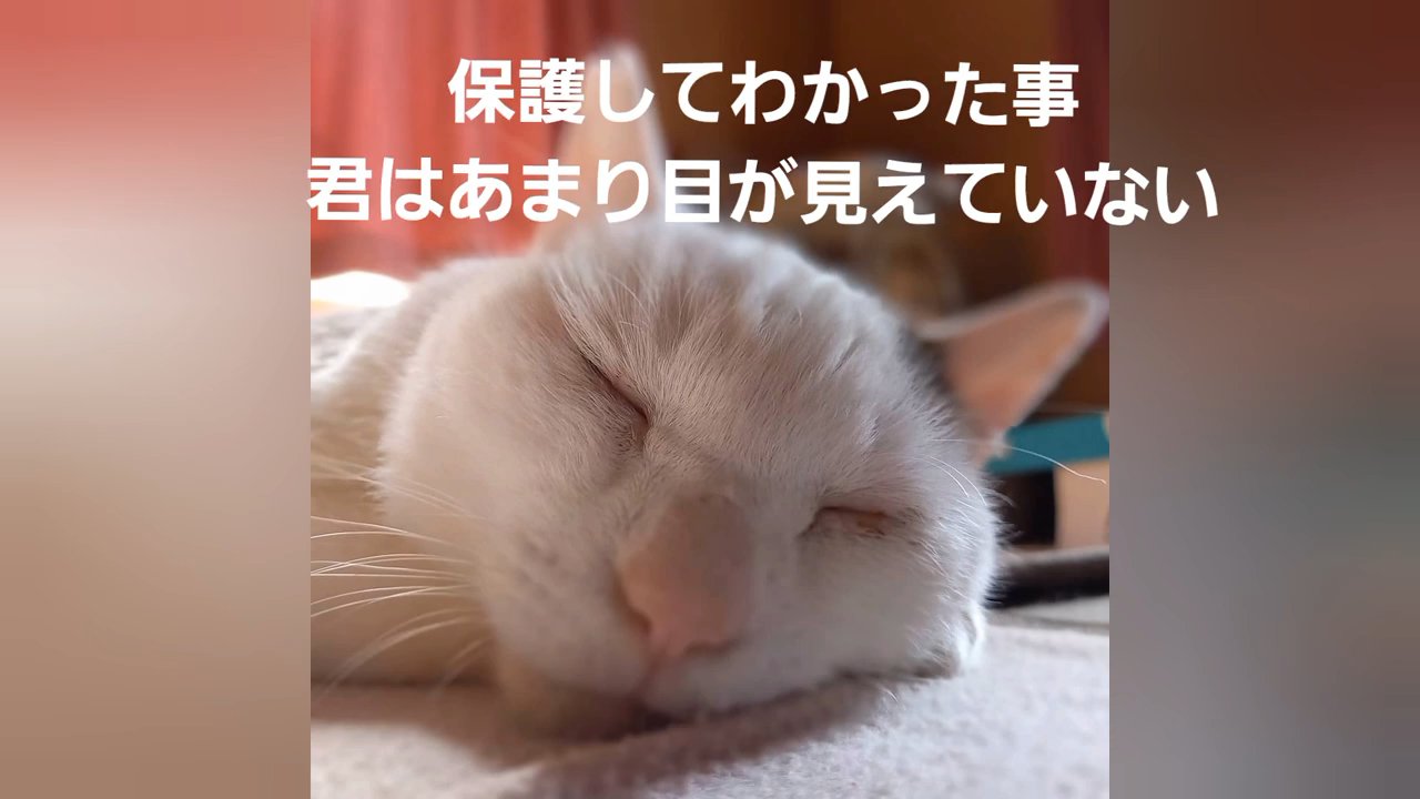 猫の寝顔