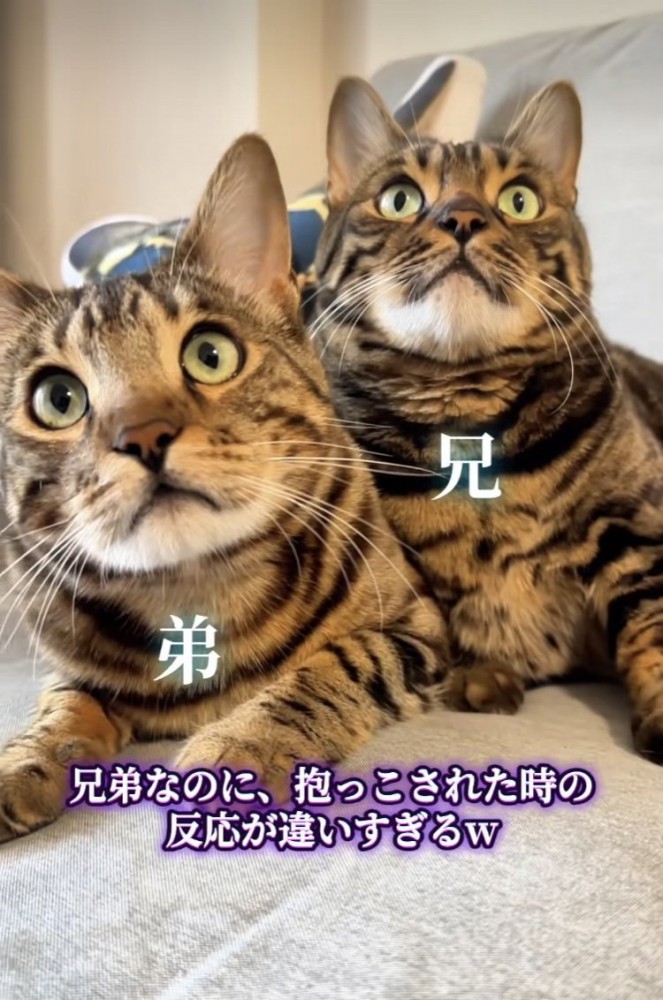 寄り添って座る2匹のベンガル