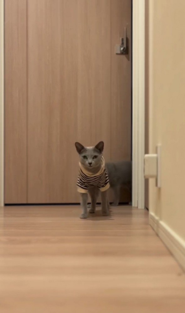 手前の猫に続いて2匹目が後ろから出てくる