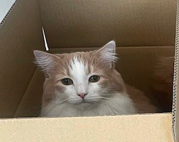 ダンボールの中から飼い主を見つめる猫