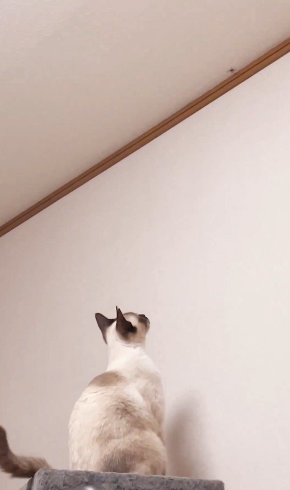 虫を狙う猫