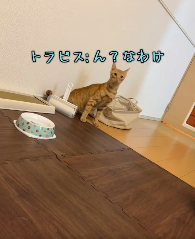 驚いている猫