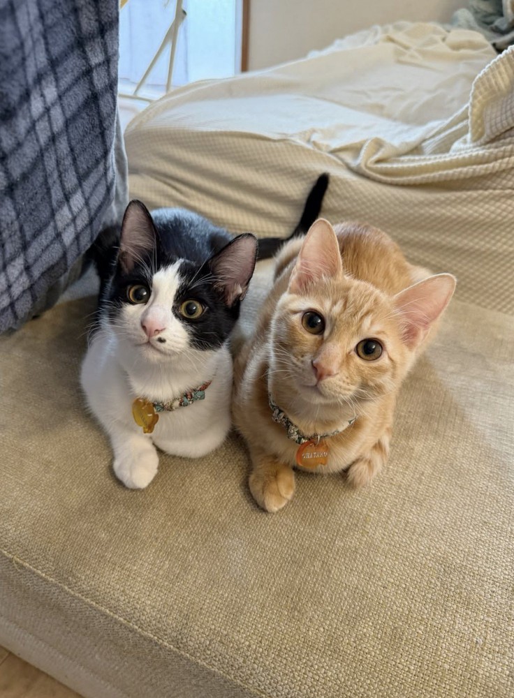 隣に並んで洗濯物を干す飼い主を見守る2頭の猫