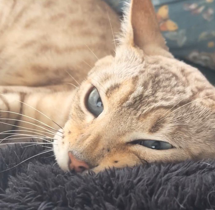 顔をしかめた猫