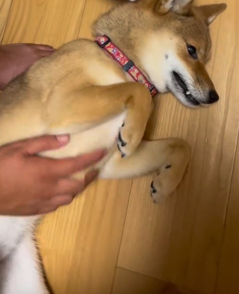 飼い主にお腹を撫でられる犬