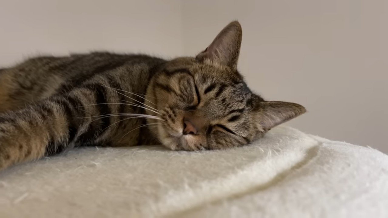 眠る姿