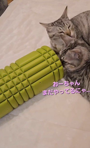 毛づくろいをしている2匹の猫