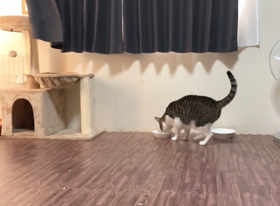 ごはんを食べる猫