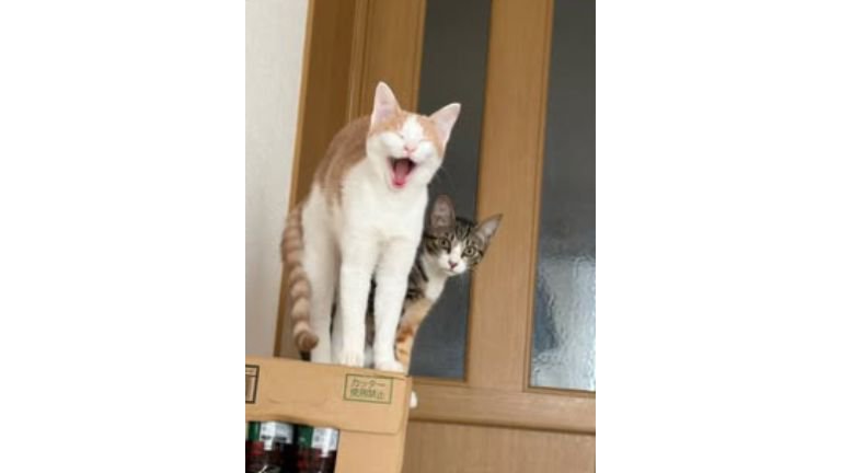 室内にいる猫