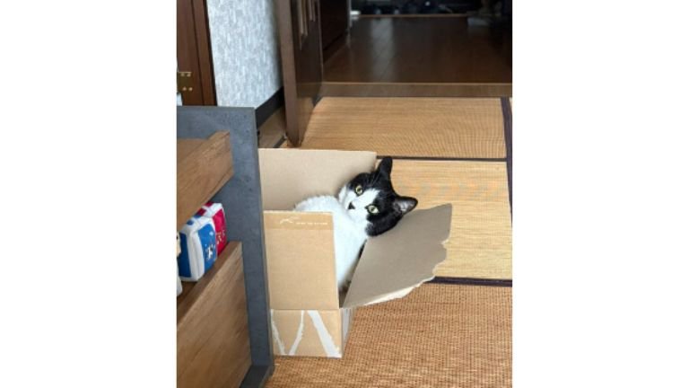 室内にいる猫