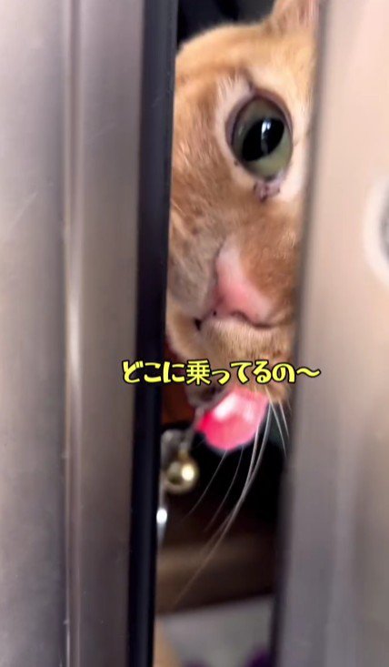 ドアから顔を出す猫