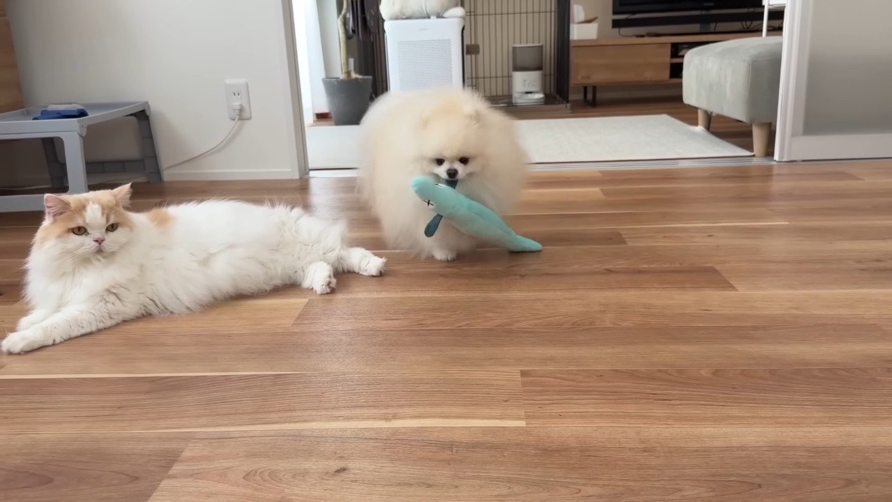 オモチャを運ぶポテチくん