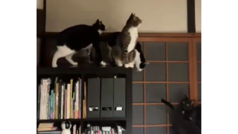 室内にいる猫たち