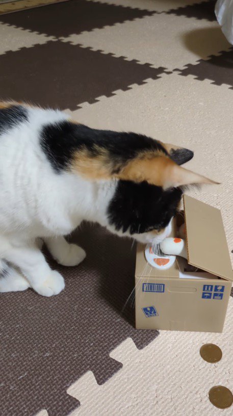 ダンボール型の貯金箱から出てきたおもちゃの手に顔を近づける猫