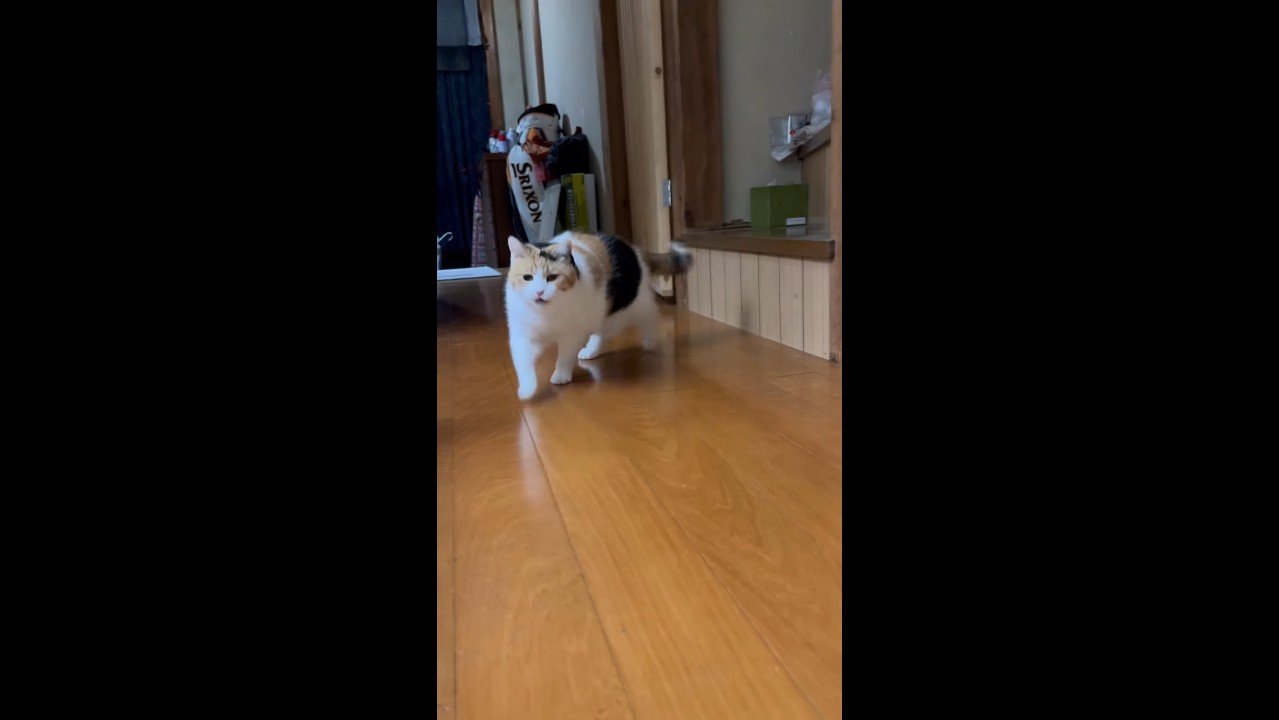 少し口を開けて駆け寄ってくる姿