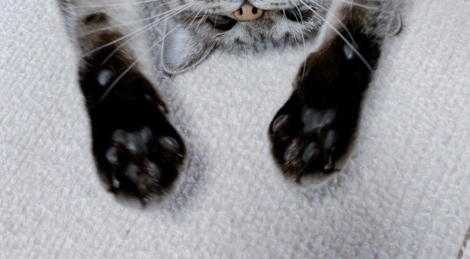 床に仰向けで伸びる猫（手アップ）