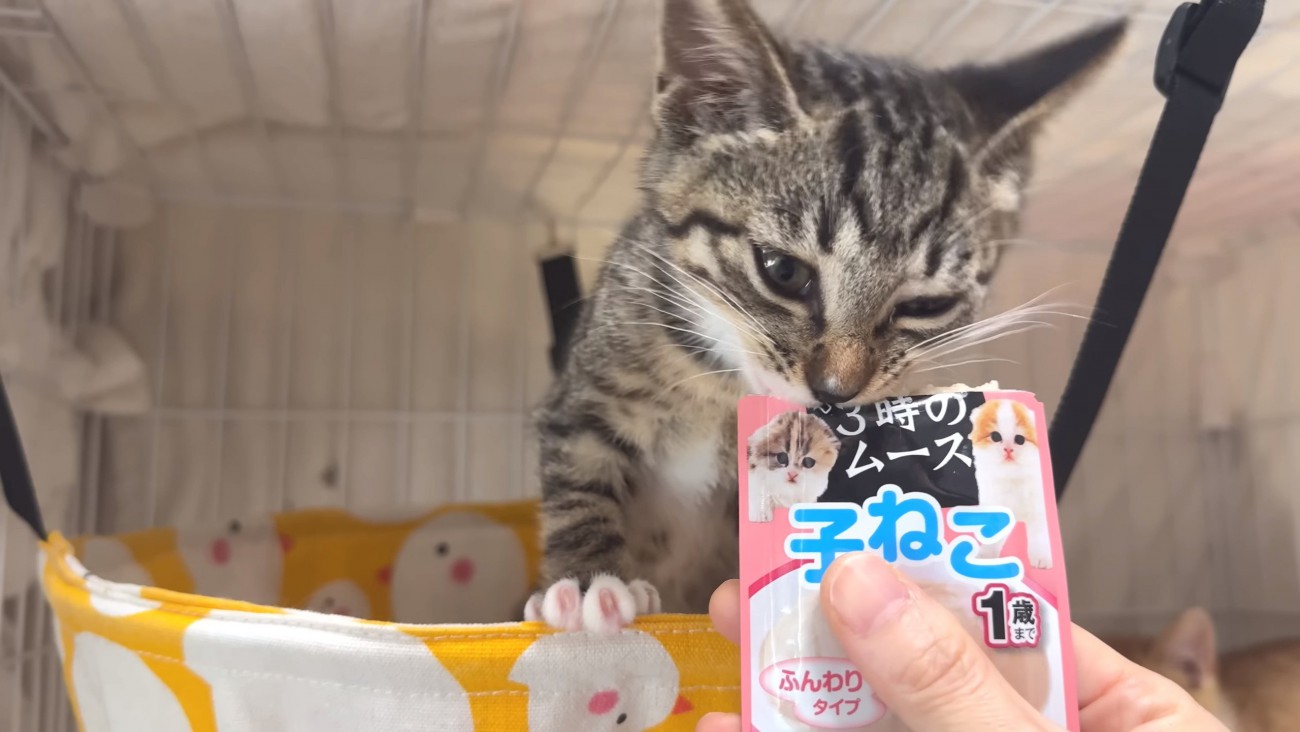 身を乗り出すひまわりちゃん