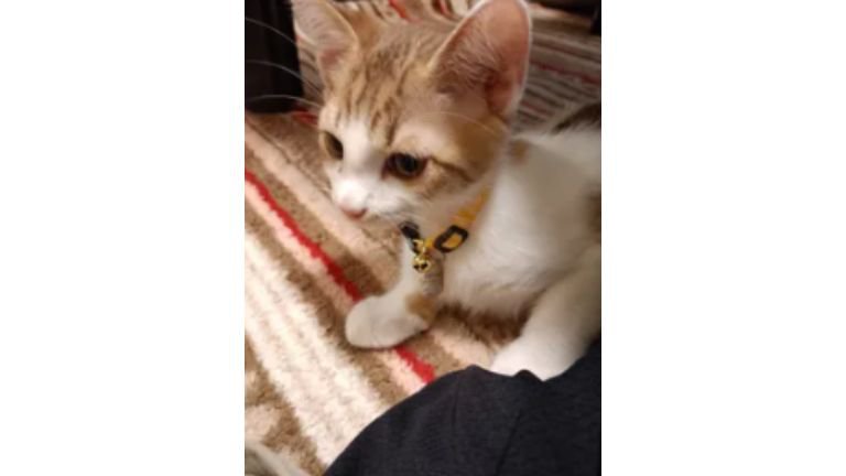 室内にいる猫