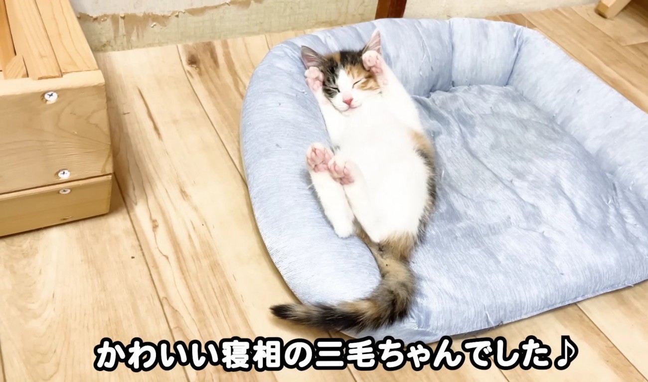 猫ベッドでバンザイする三毛さん2