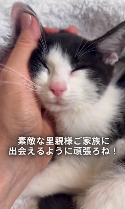 なでられている子猫