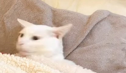 顔をそむける猫