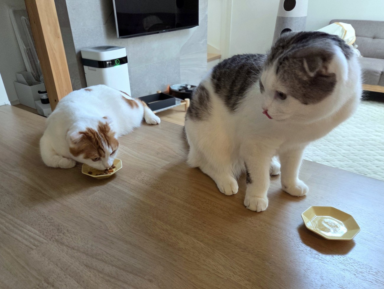食事中の2匹の猫