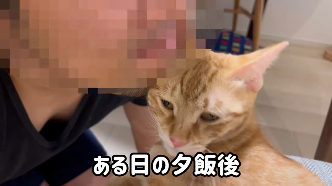 人のあごにほおずりをしている猫