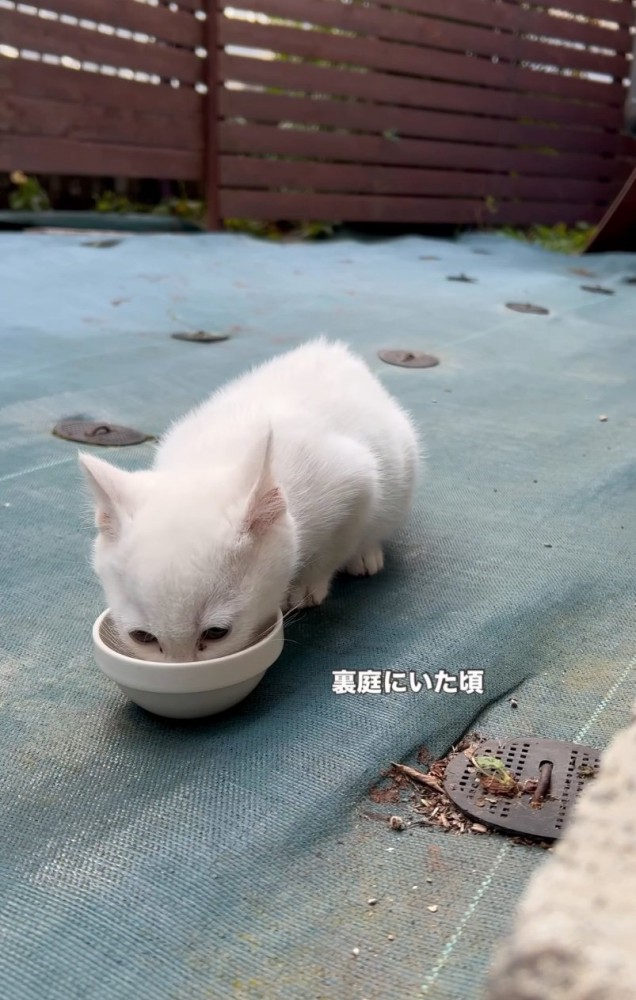 裏庭でご飯を食べる子猫