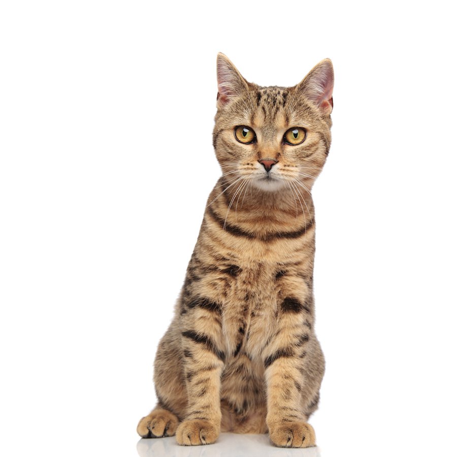 猫の柄「タビー」特徴や性格、しましま柄になる猫種まで