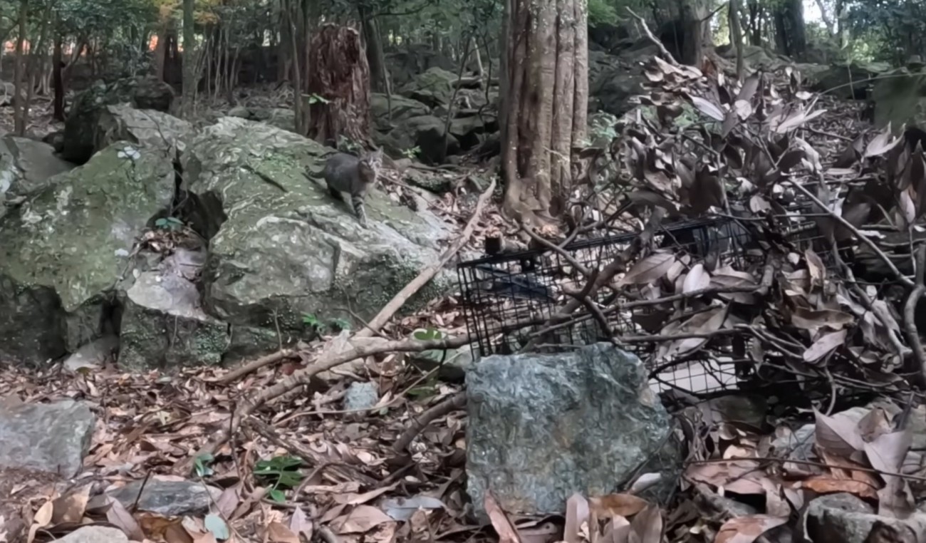 捕獲器を設置した場所に来る猫